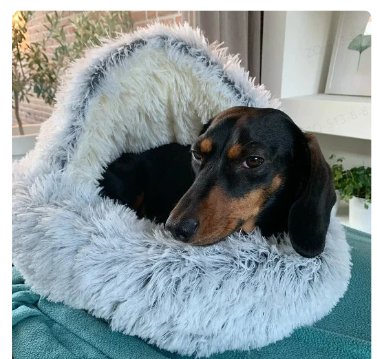 2-in1 Pet Bed gods grace